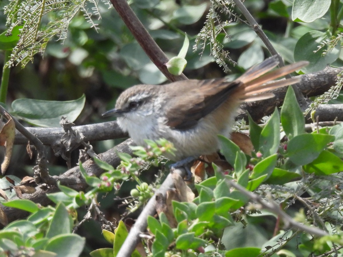 Necklaced Spinetail (La Libertad) - ML640246142