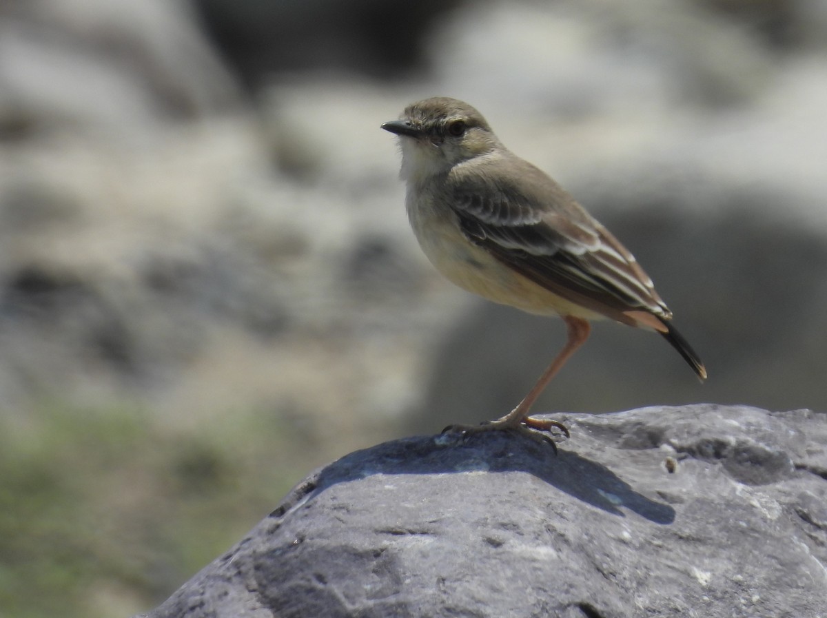 Short-tailed Field Tyrant - ML640246155