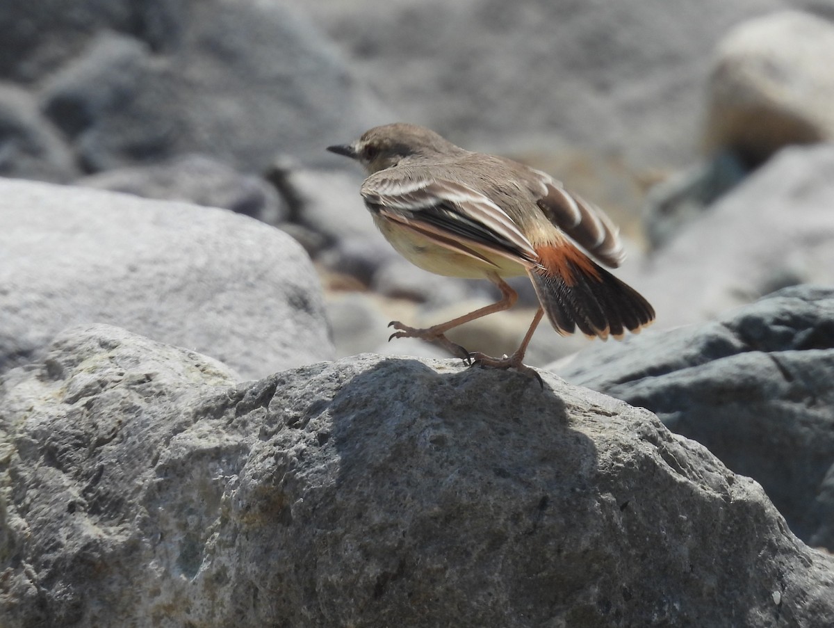 Short-tailed Field Tyrant - ML640246157