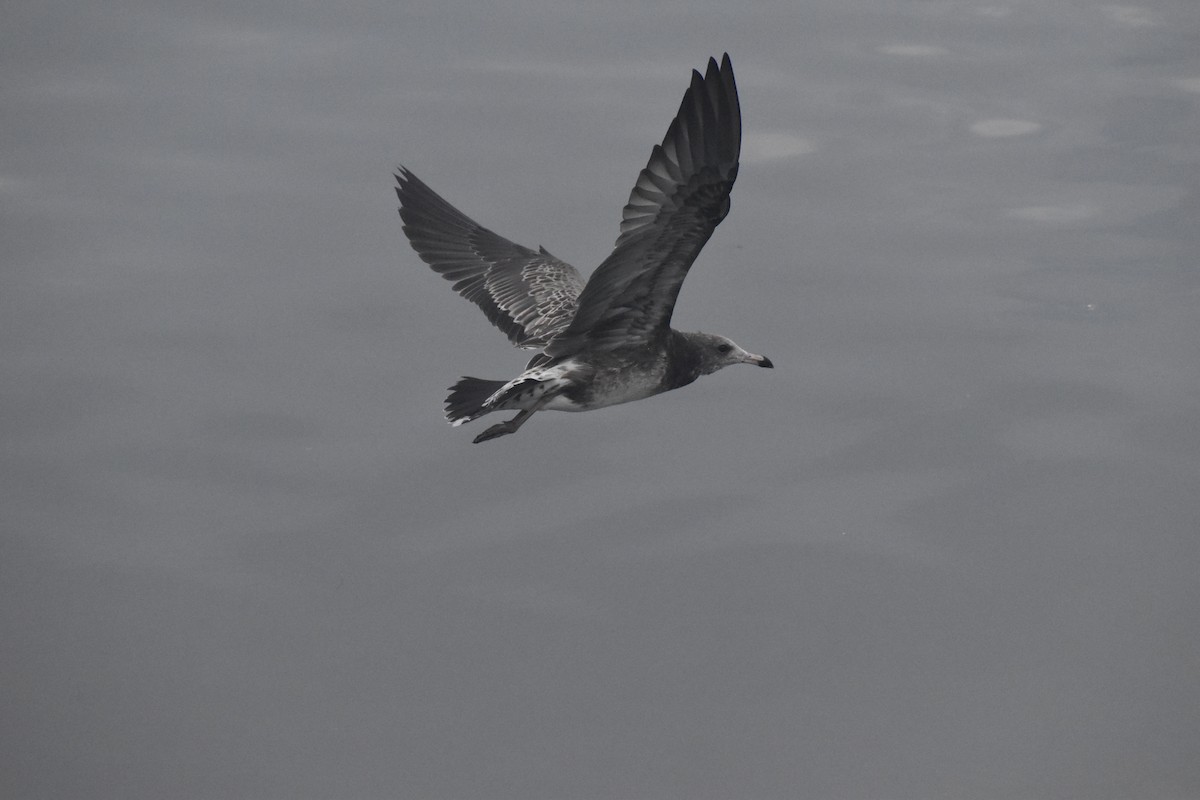 Black-tailed Gull - ML640246164