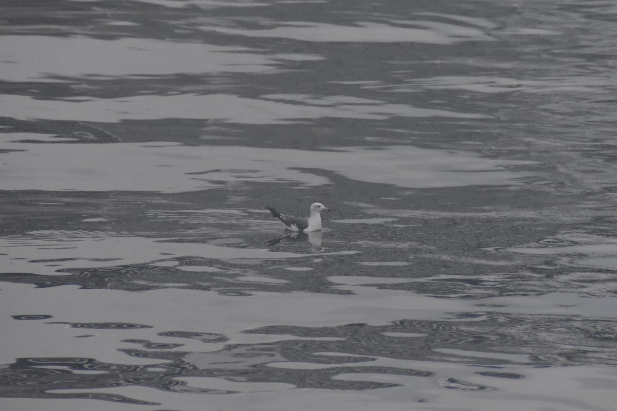 Black-tailed Gull - ML640246171