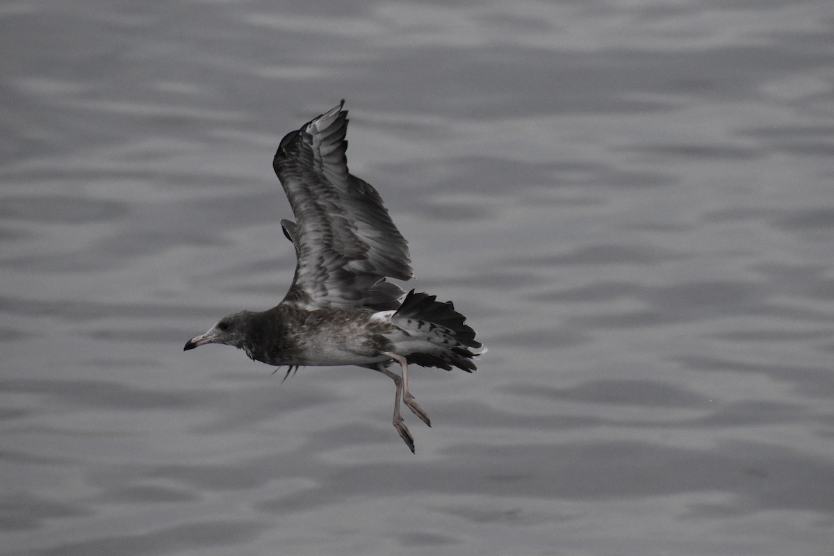 Black-tailed Gull - ML640246176