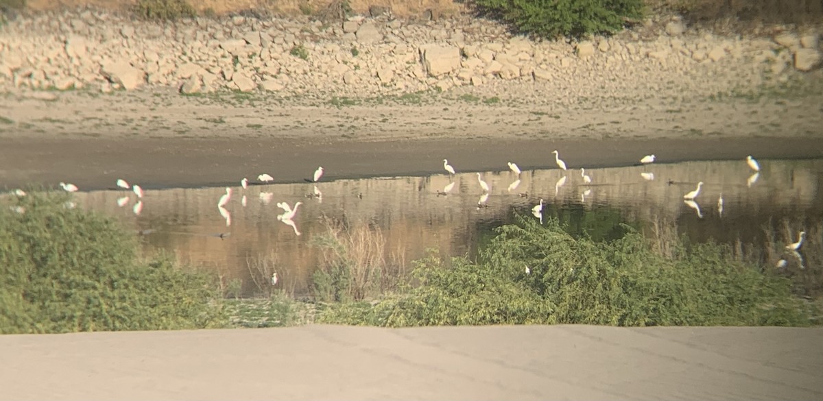 ダイサギ - ML640246206