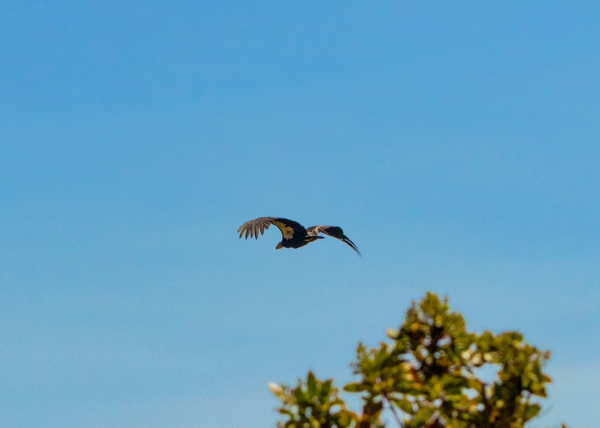 California Condor - ML640246253