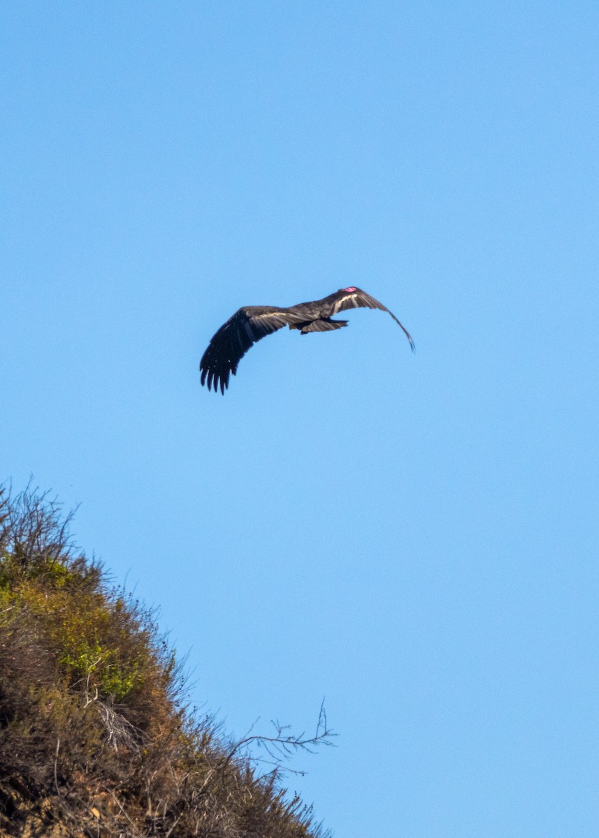 California Condor - ML640246254