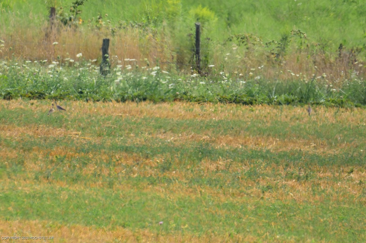 Upland Sandpiper - ML640246274