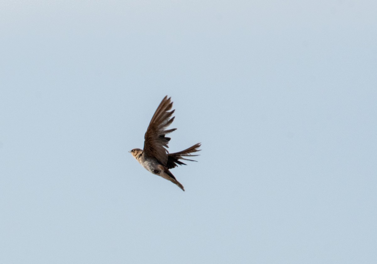 Cave Swallow - ML640246281