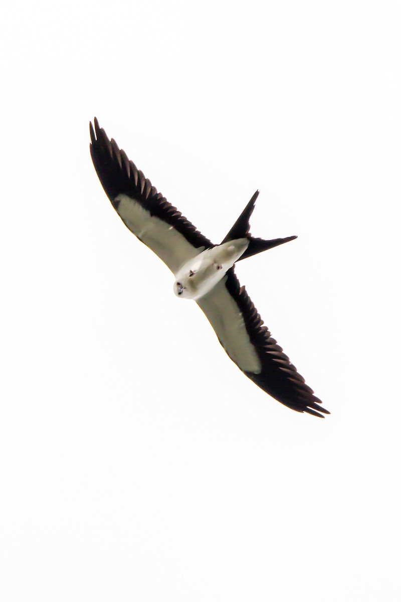 Swallow-tailed Kite - ML640246310