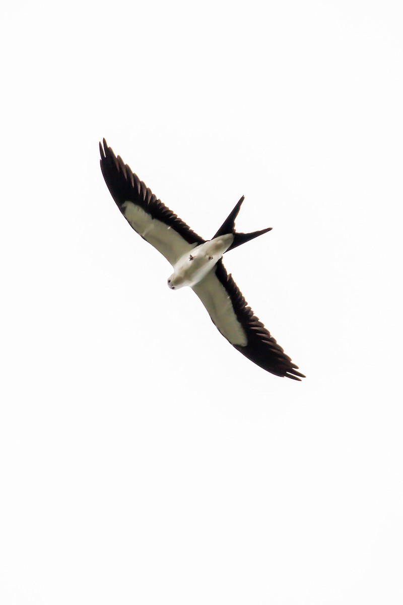 Swallow-tailed Kite - ML640246311
