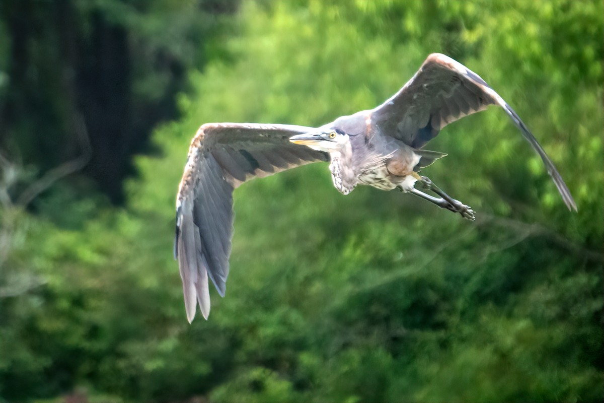 Great Blue Heron - ML640246343