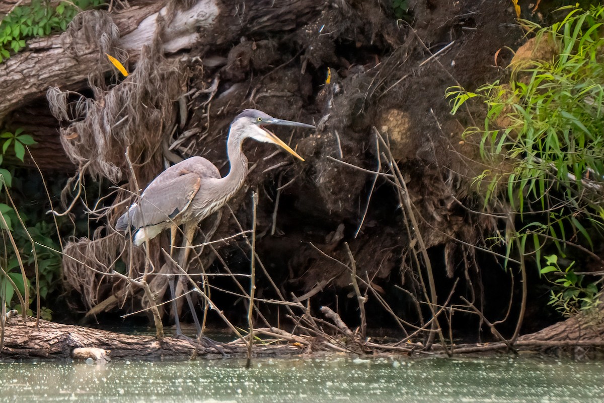 Great Blue Heron - ML640246344