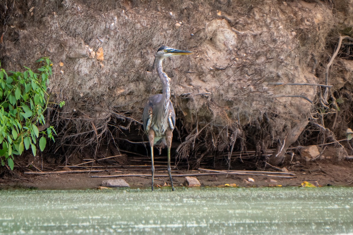 Great Blue Heron - ML640246345