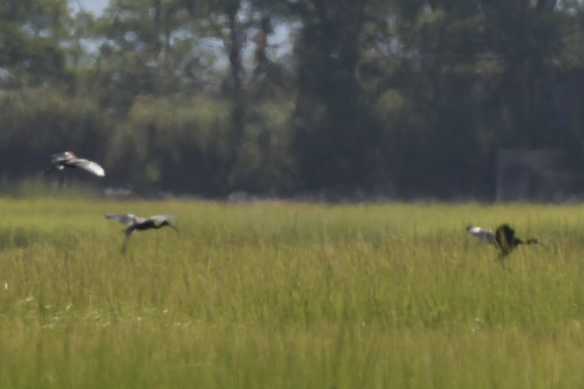 Ibis falcinelle - ML640246354