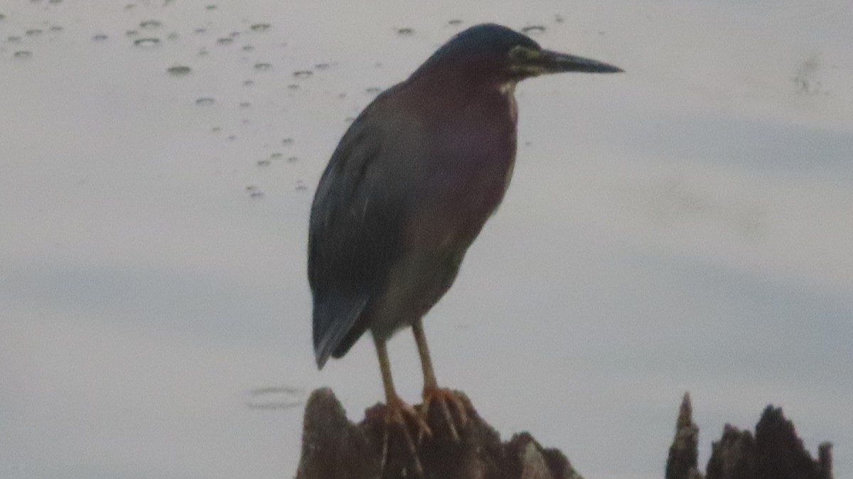 Green Heron - ML640246375