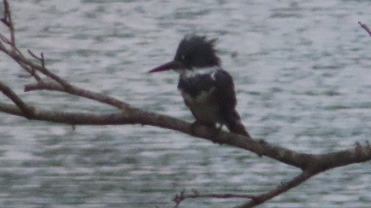 Belted Kingfisher - ML640246387