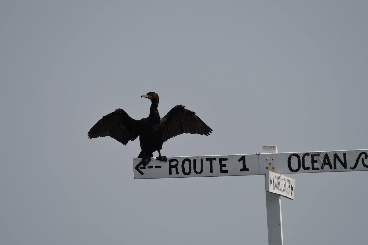 Cormoran à aigrettes - ML640246389