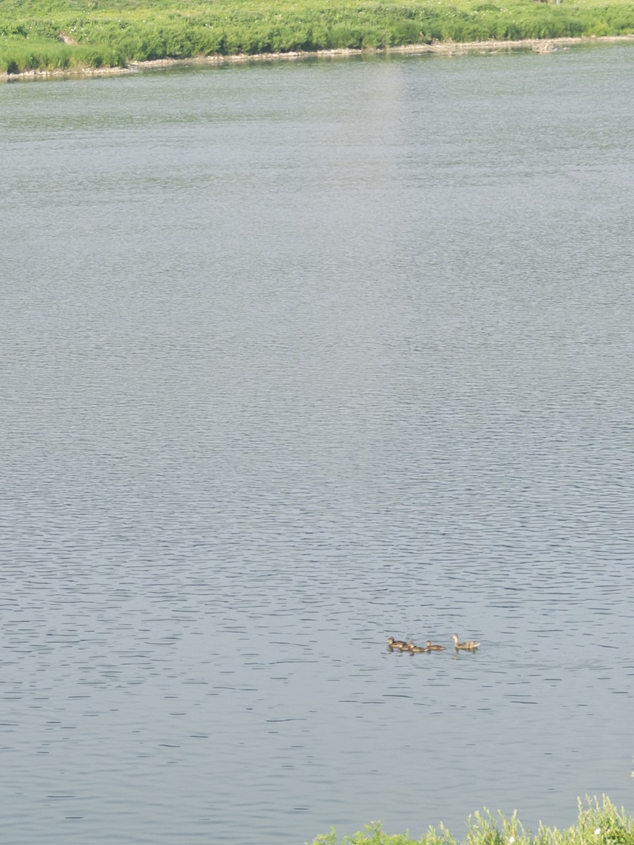 Mallard - ML640246391