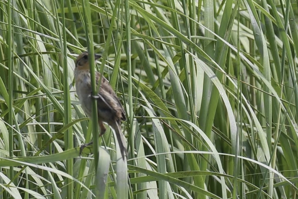 Nelson's/Saltmarsh Sparrow (Sharp-tailed Sparrow) - ML640246398