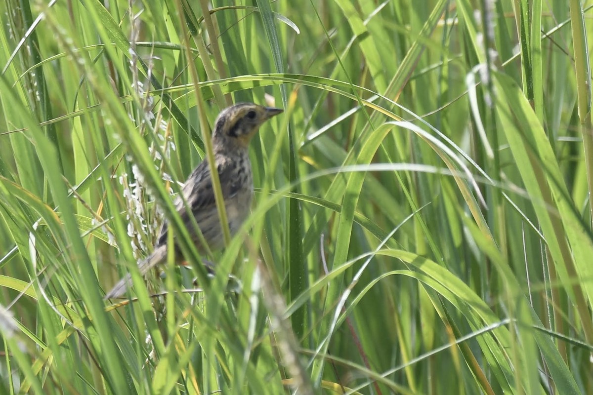 Nelson's/Saltmarsh Sparrow (Sharp-tailed Sparrow) - ML640246399