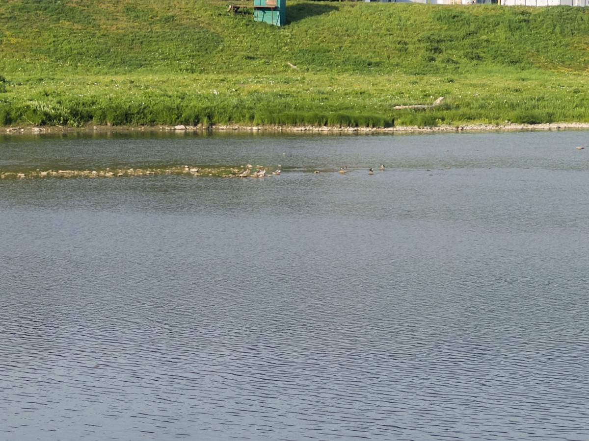 Common Merganser - ML640246405