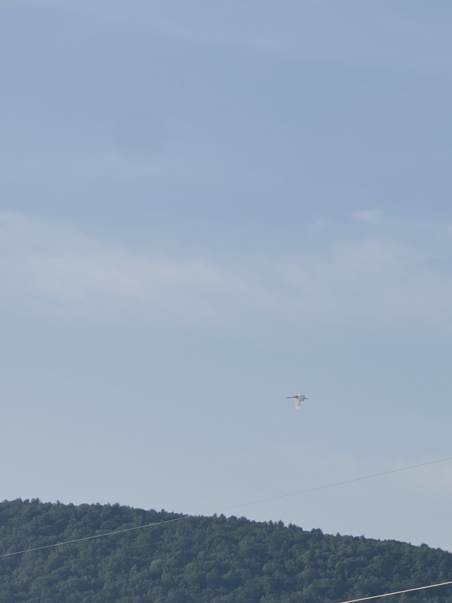 Great Blue Heron - ML640246418