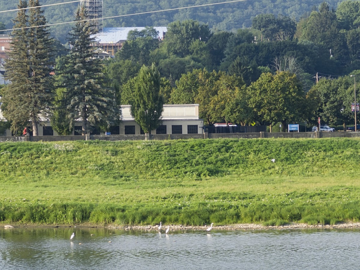 Great Blue Heron - ML640246419