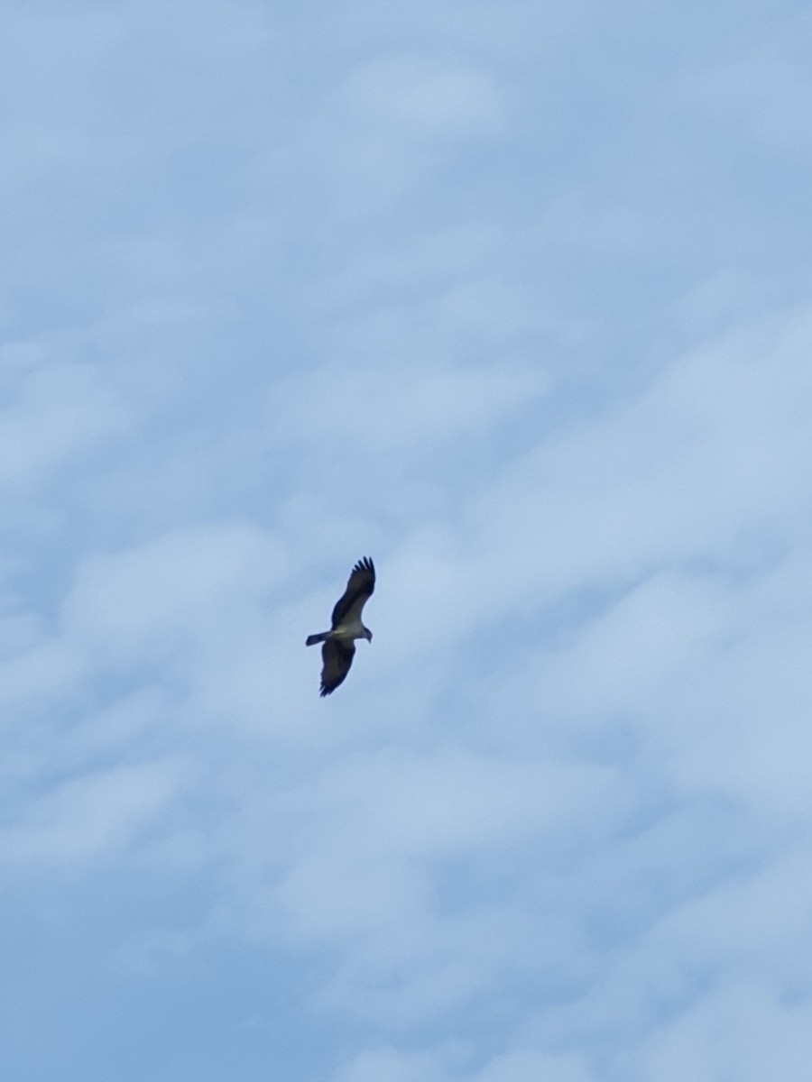 Osprey - ML640246427