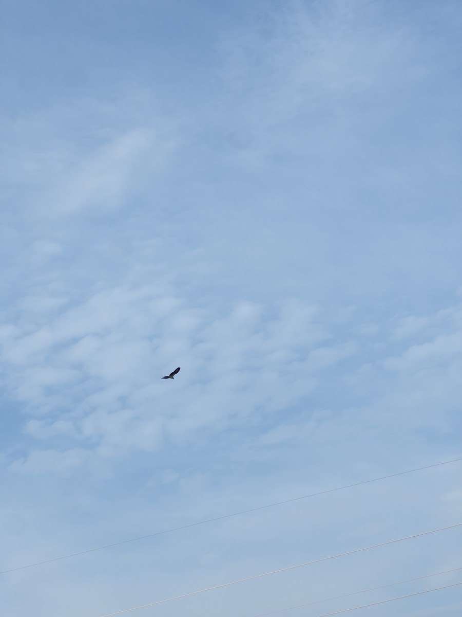 Osprey - ML640246428