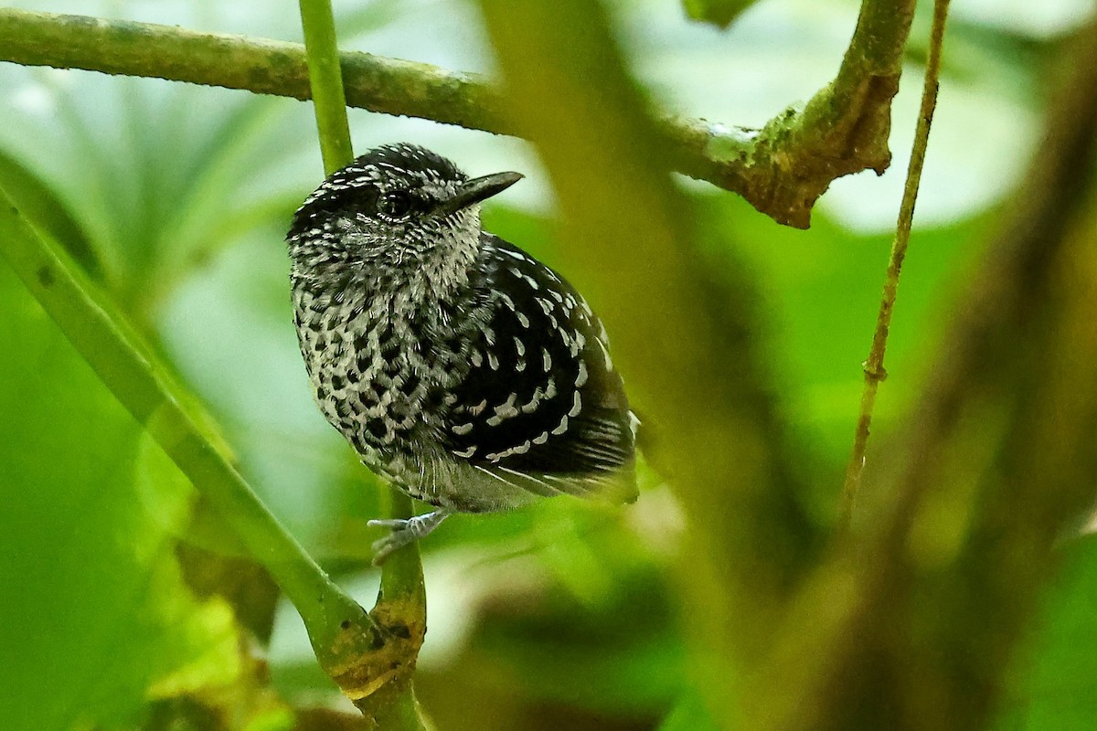 Scaled Antbird - ML640246516