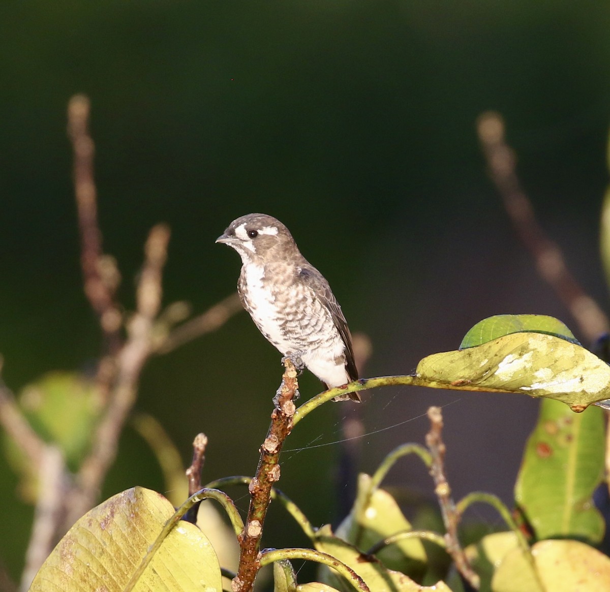 White-browed Purpletuft - ML640246518