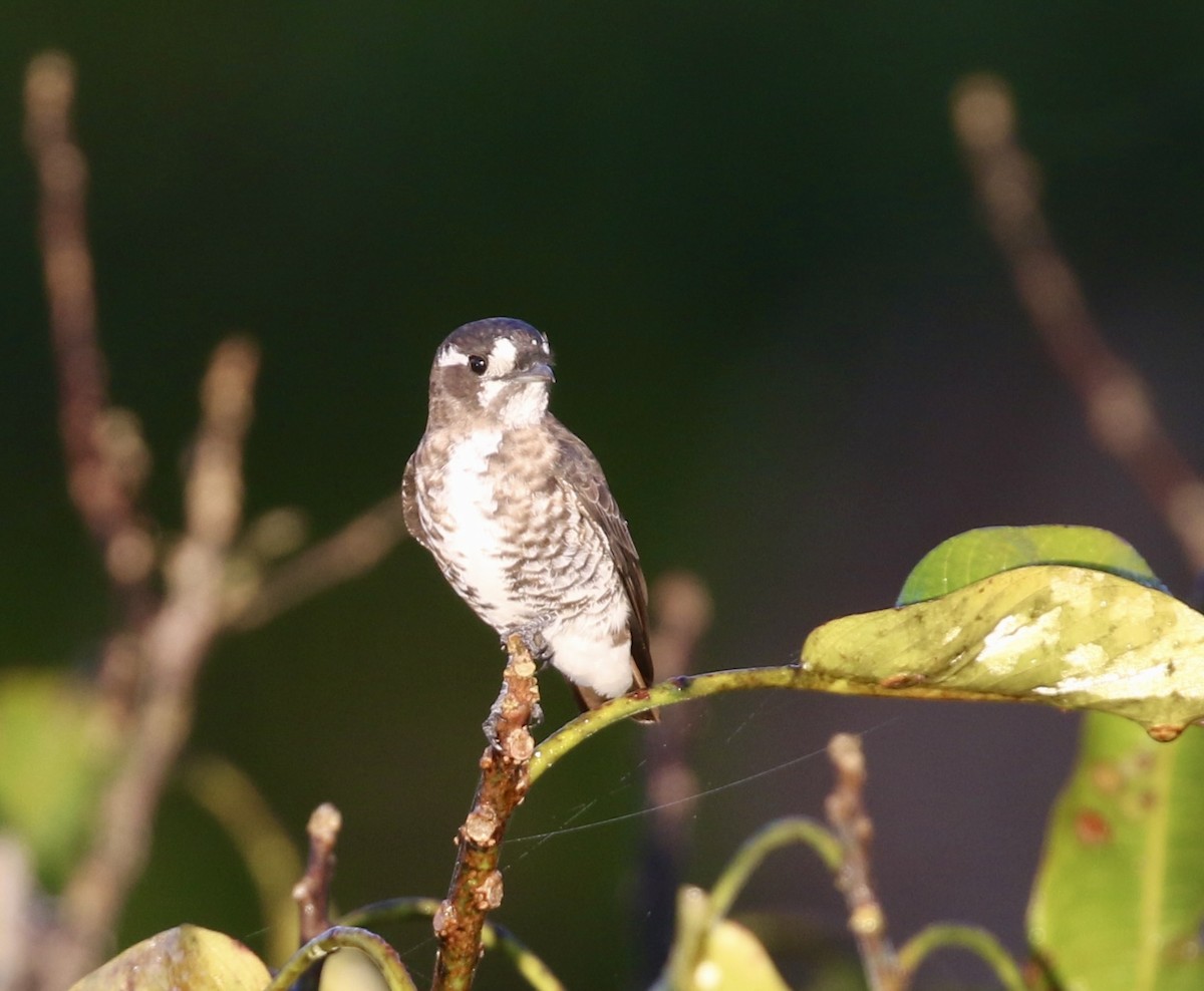White-browed Purpletuft - ML640246519