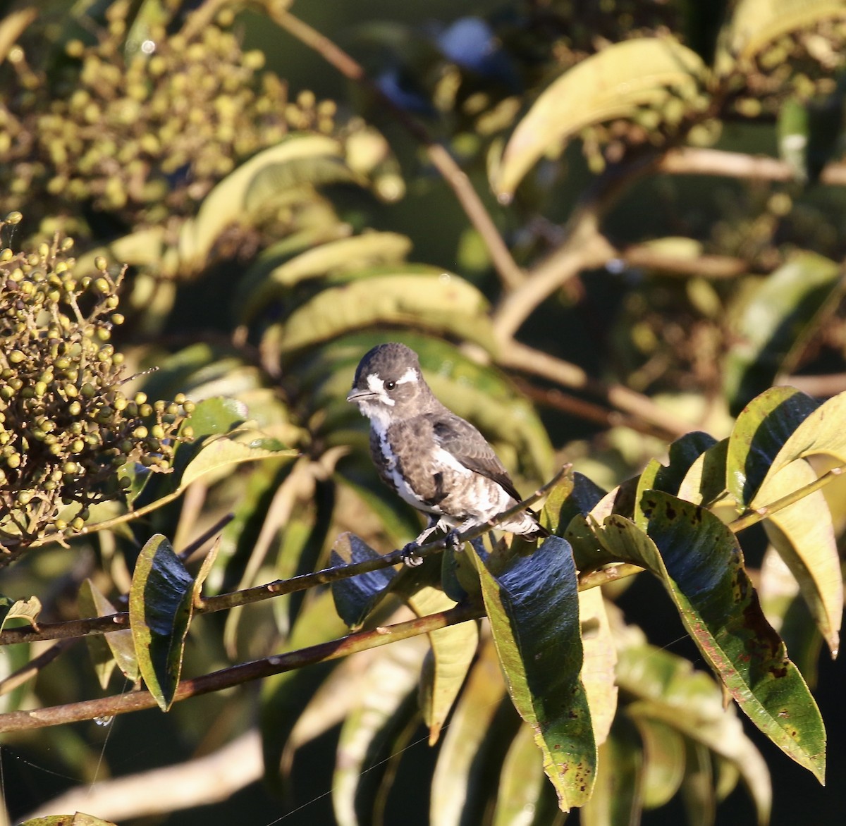 White-browed Purpletuft - ML640246520