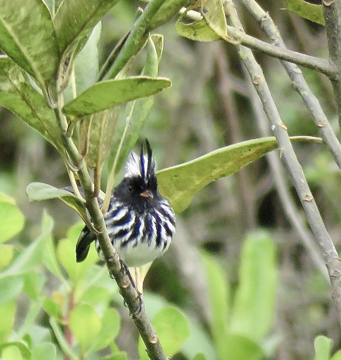 Black-crested Tit-Tyrant - ML640246559