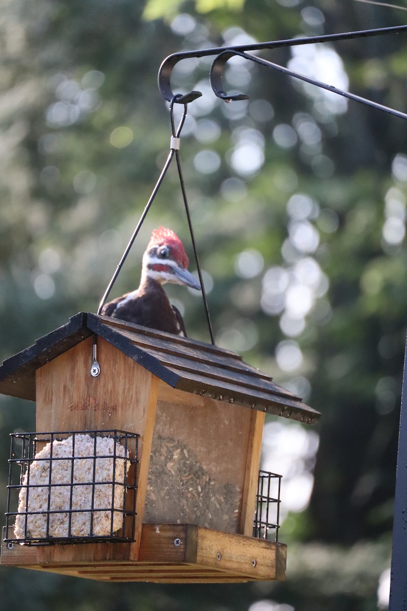 Pileated Woodpecker - ML640246568