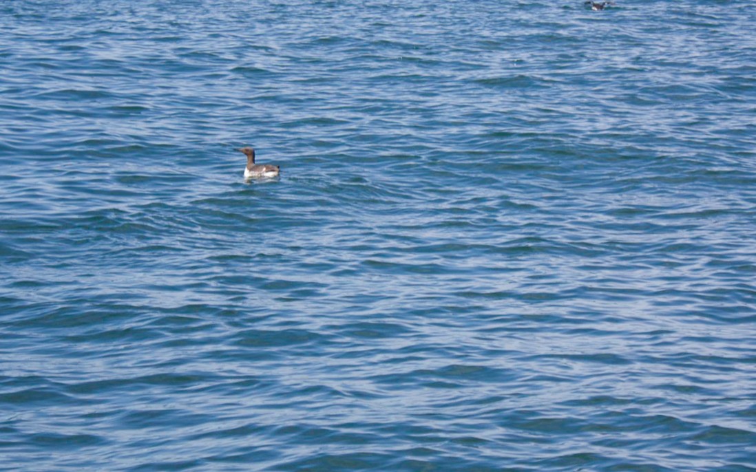 Common Murre - ML640246572