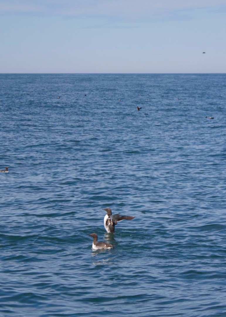 Common Murre - ML640246636