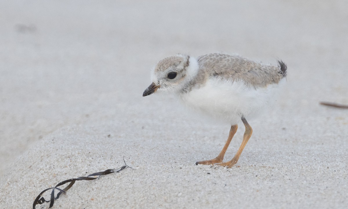 Piping Plover - ML640246664