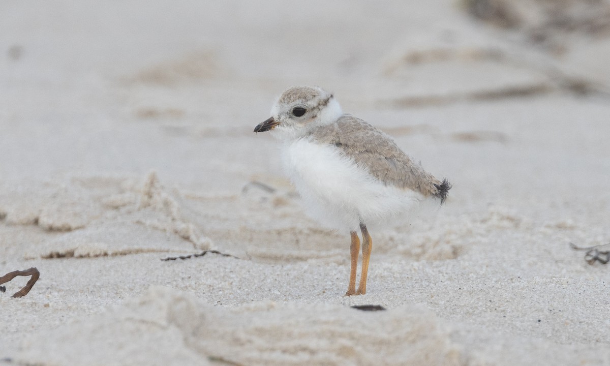 Piping Plover - ML640246665