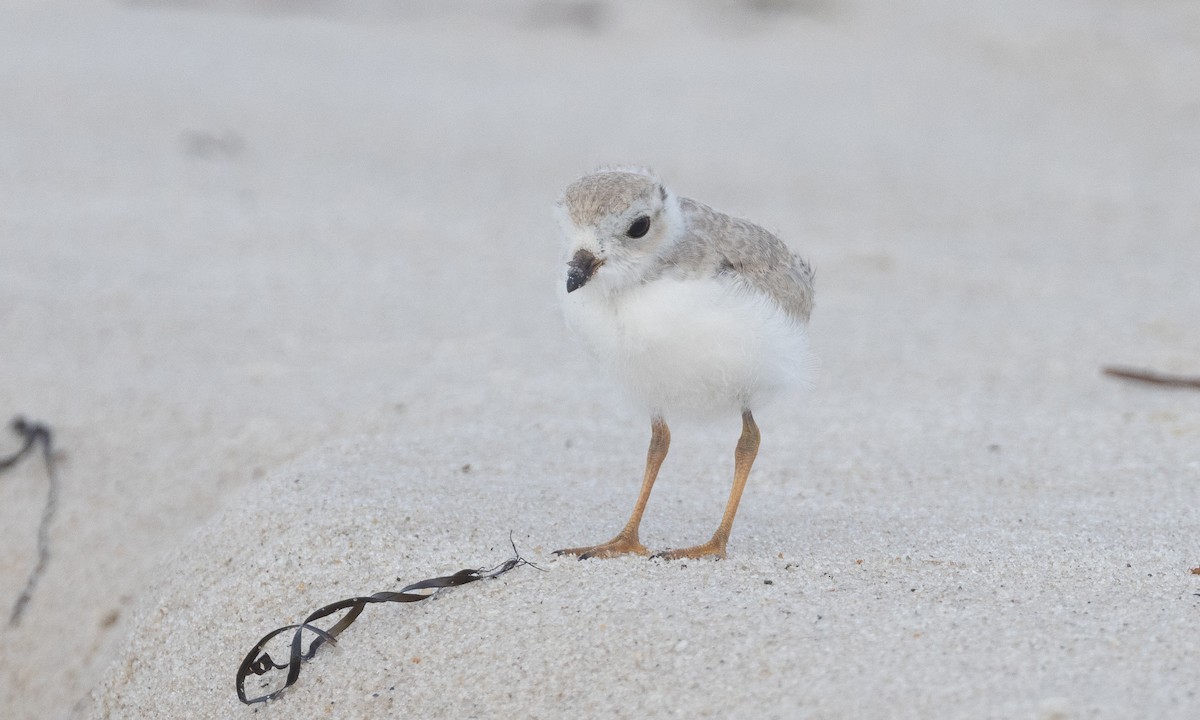 Piping Plover - ML640246666