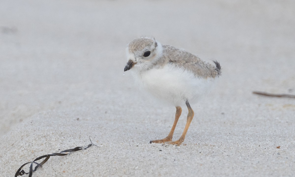 Piping Plover - ML640246668