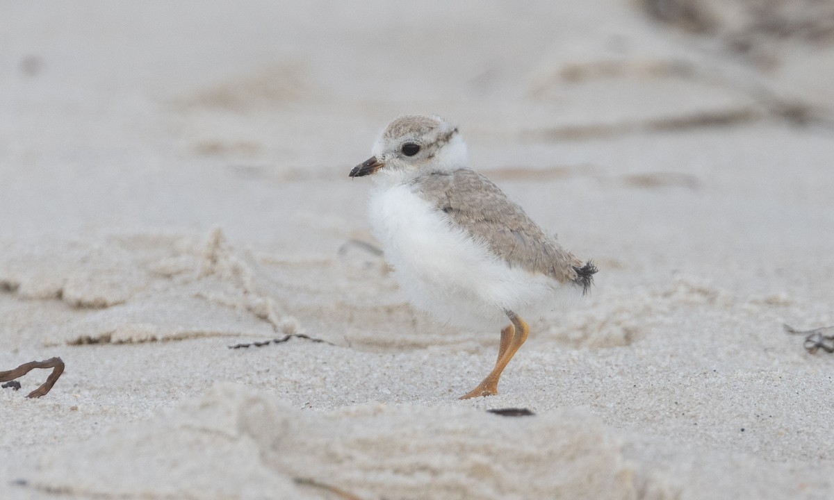 Piping Plover - ML640246669