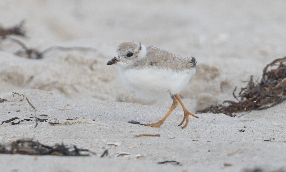 Piping Plover - ML640246670