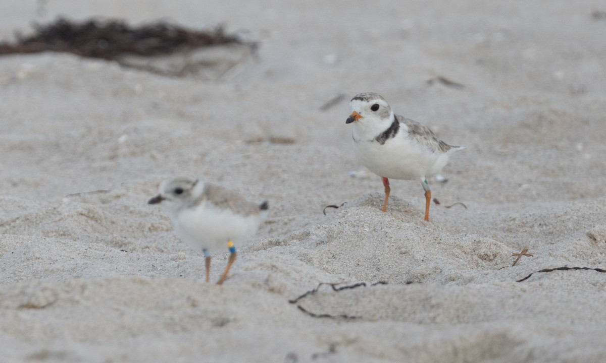 Piping Plover - ML640246671