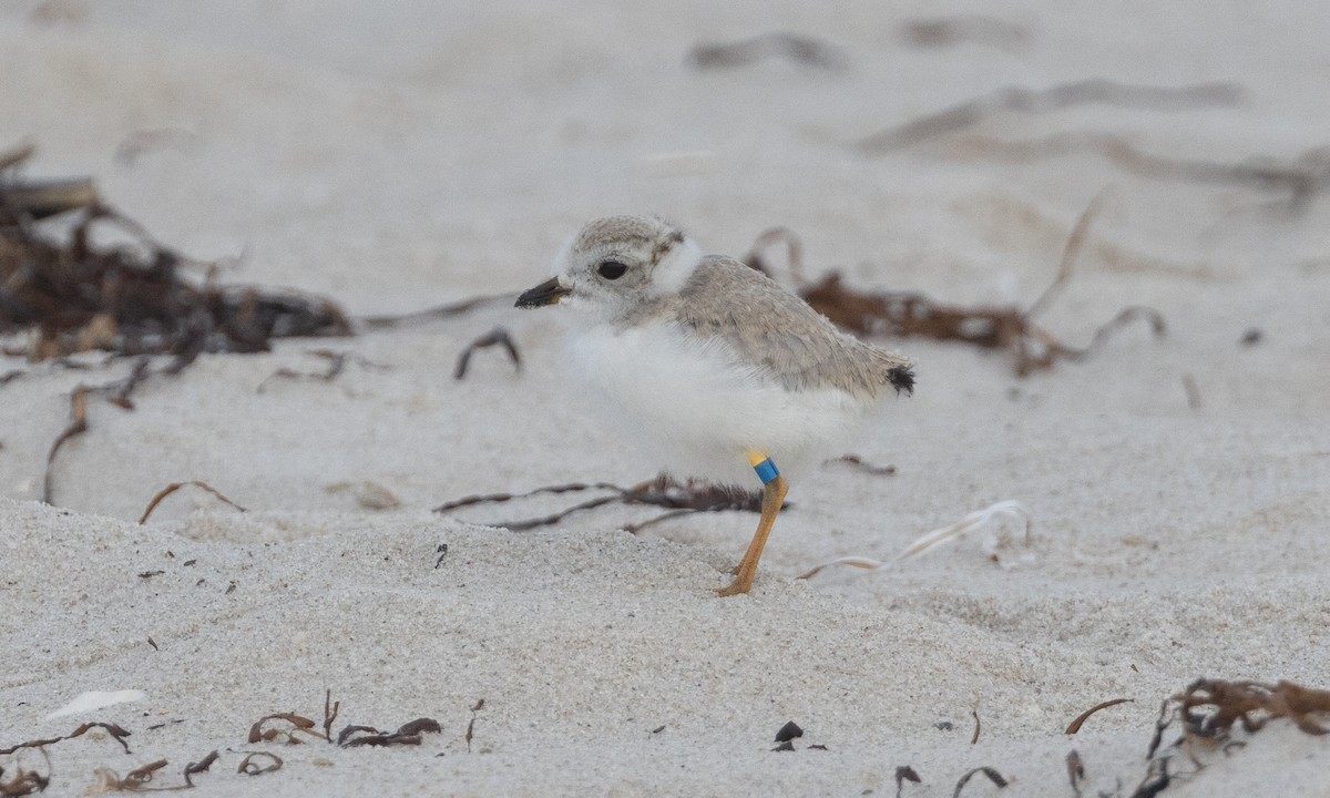 Piping Plover - ML640246672