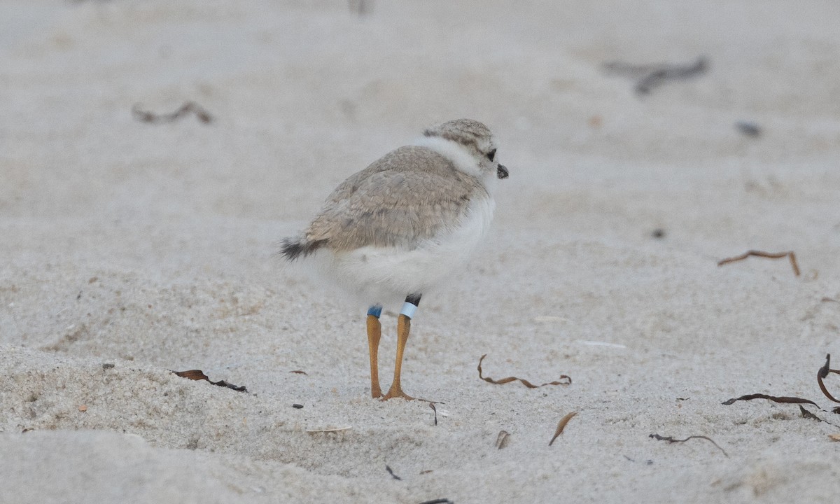 Piping Plover - ML640246673
