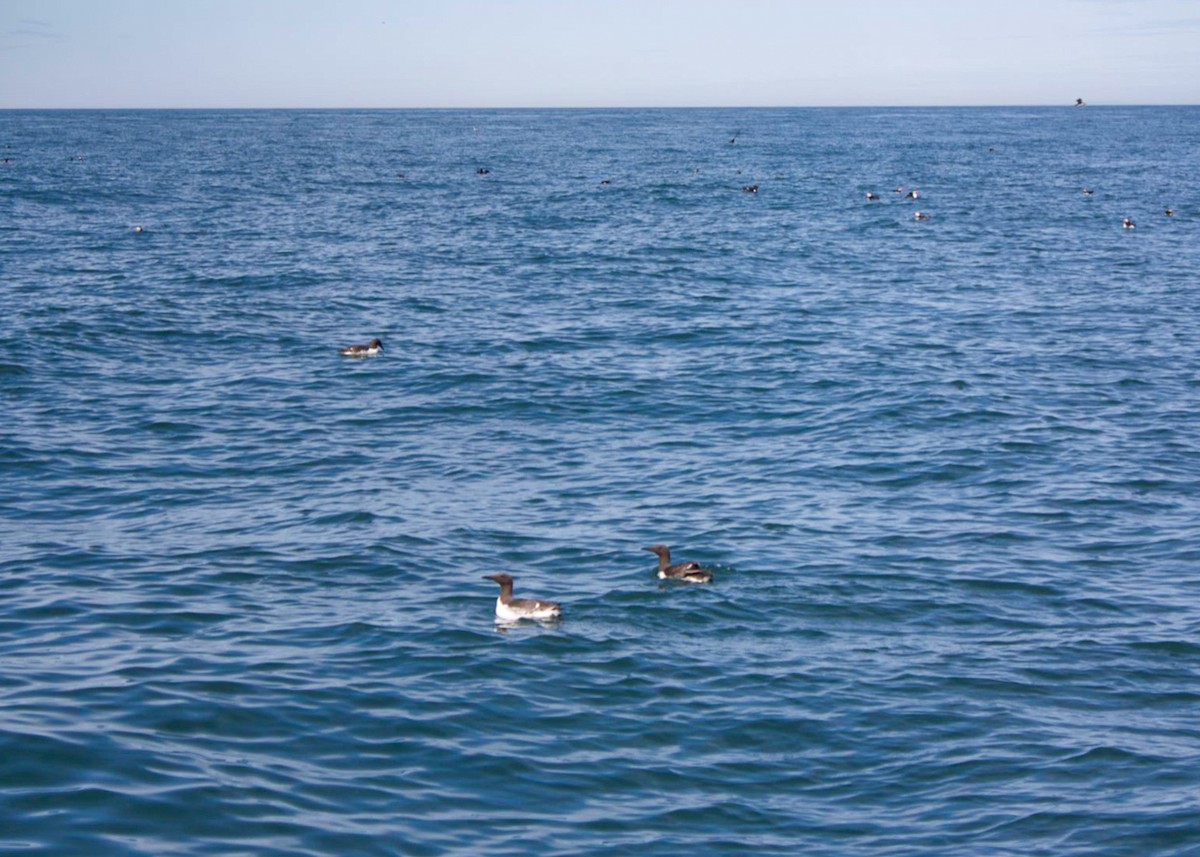 Common Murre - ML640246696