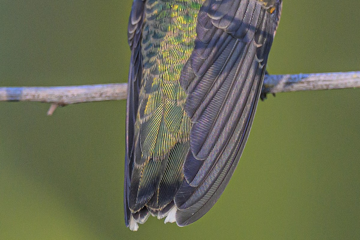 Ruby-throated x Black-chinned Hummingbird (hybrid) - ML640246697