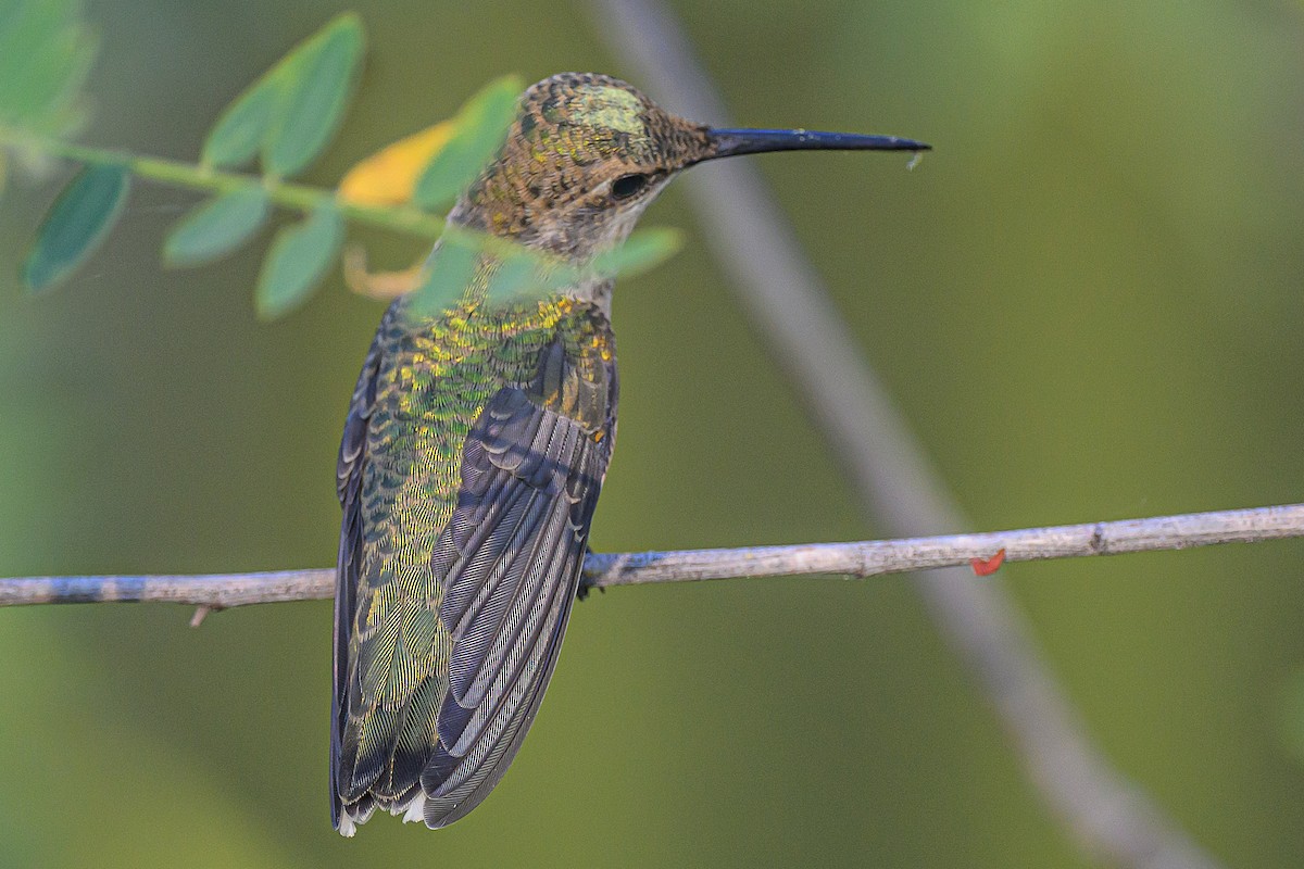 Ruby-throated x Black-chinned Hummingbird (hybrid) - ML640246716