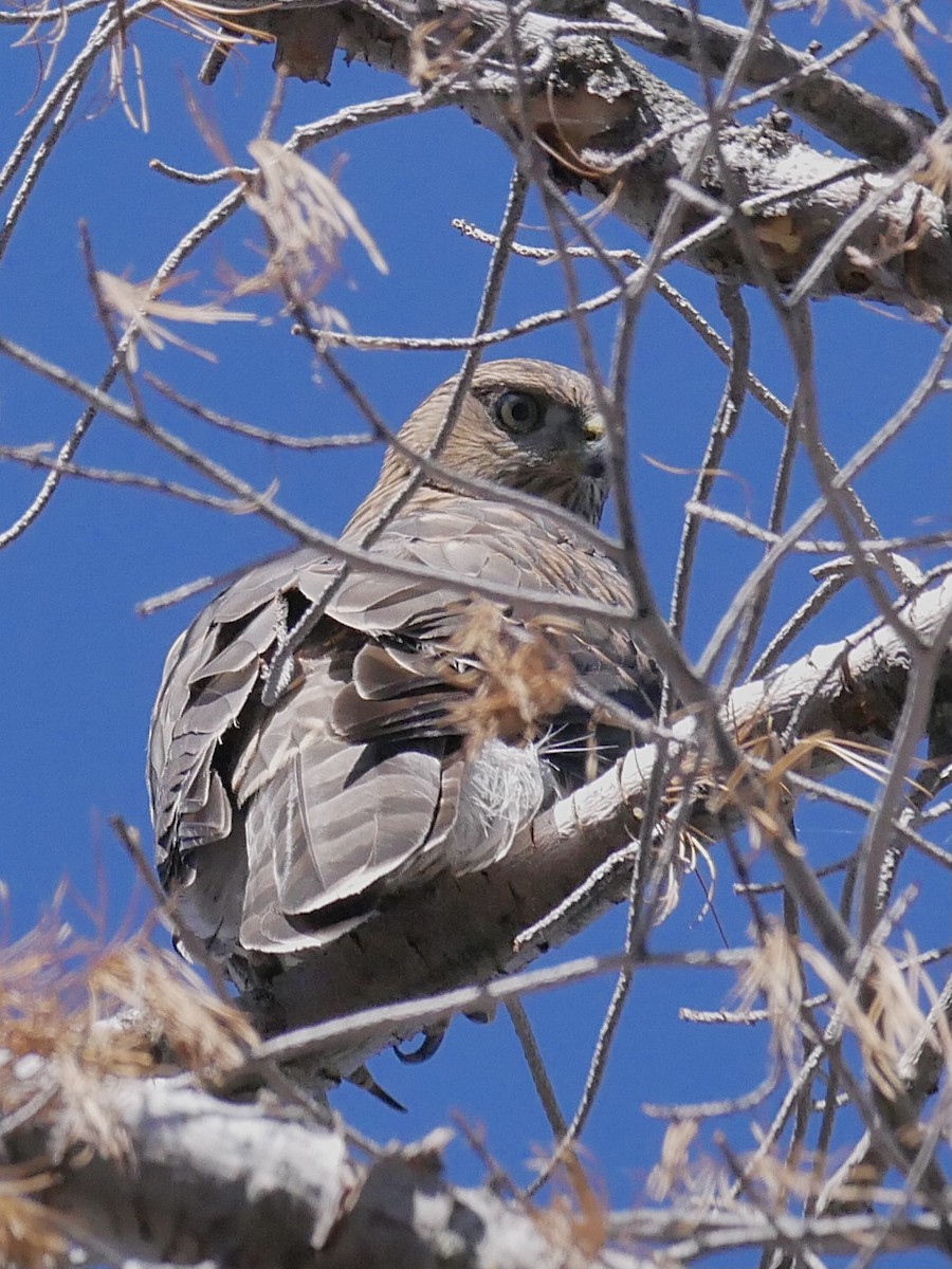American Goshawk - ML640246925