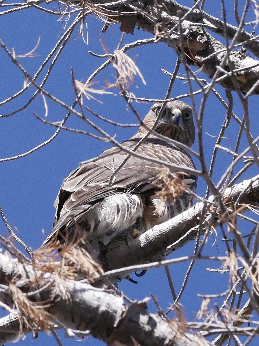 American Goshawk - ML640246926